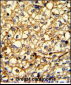 ADRA2B Antibody (Center)